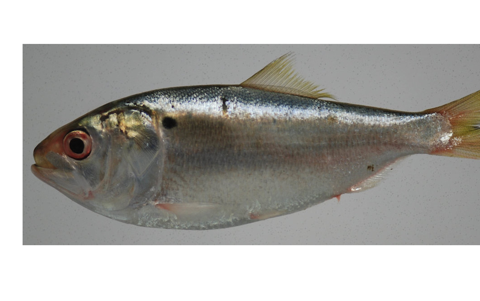 Screen Shot 2025-10-23 at 103403 AM Menhaden