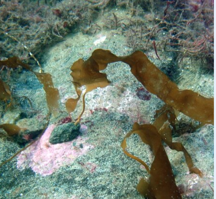 Screen Shot 2025-10-24 at 25934 PM 2 SeaForest Kelp seed