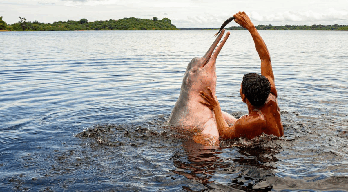 Screen Shot 2025-10-28 at 61838 PM Amazon dolphin