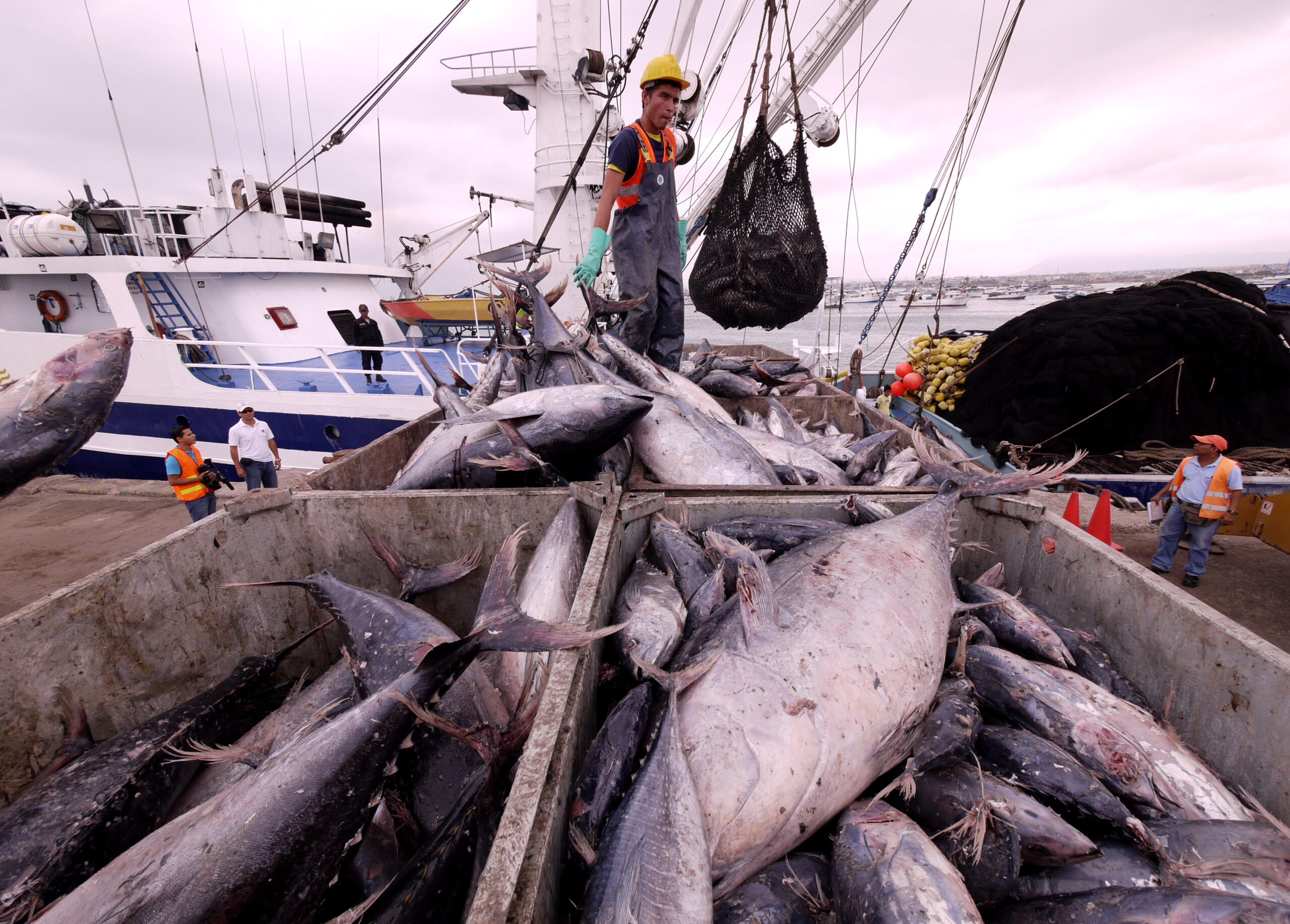 image SBTN target to avoid overexploitation of fish species