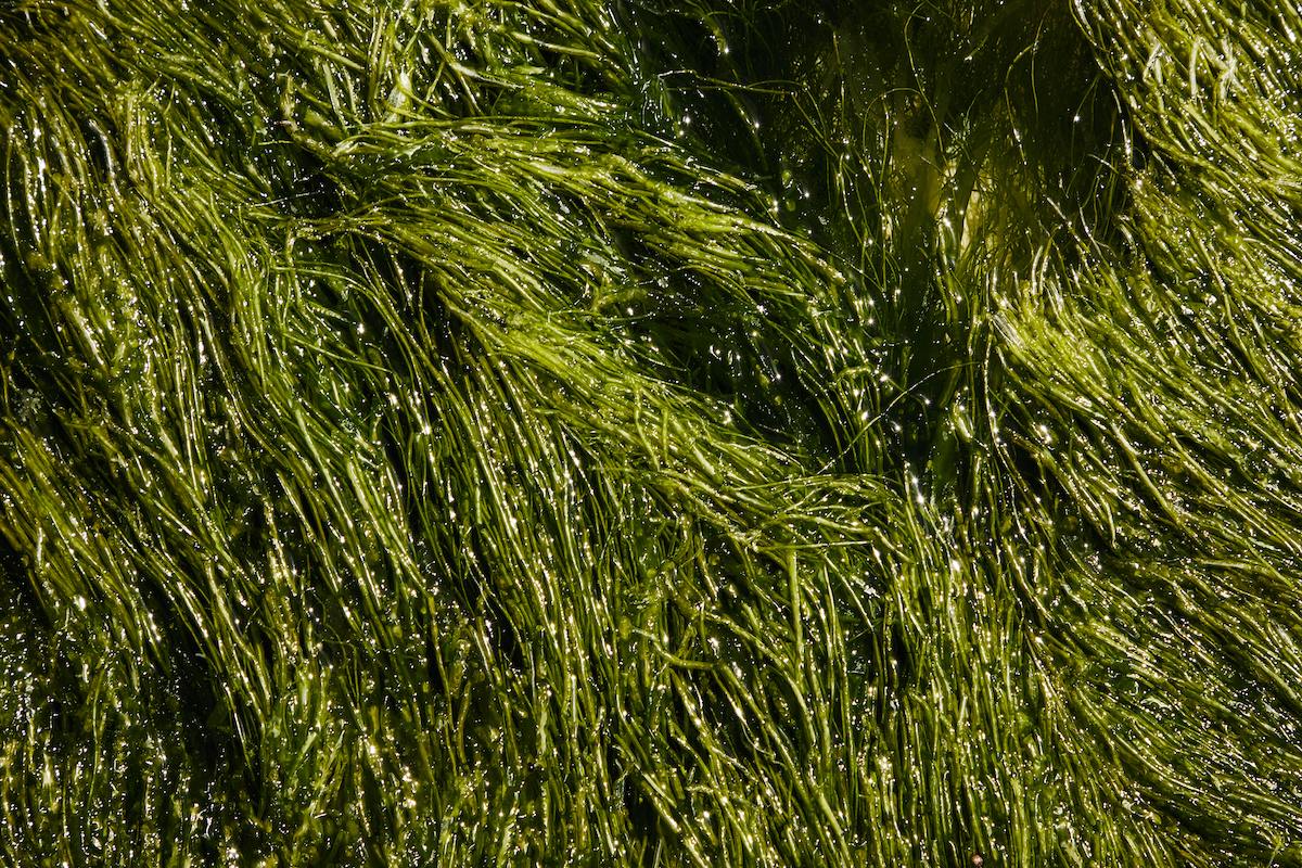 pexels-laker-6156384 2 Seaweed algae