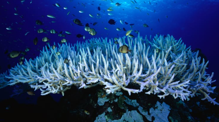 49834268777_3569fe665b_o Bleached coral