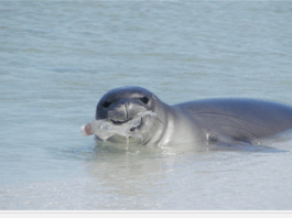 Seal eating plastic