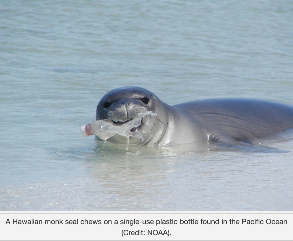 Screen Shot 2025-11-21 at 35648 PM Seal eating plastic