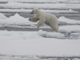 Polar bear in Svalbard, Norway, near where mining was to have occurred.