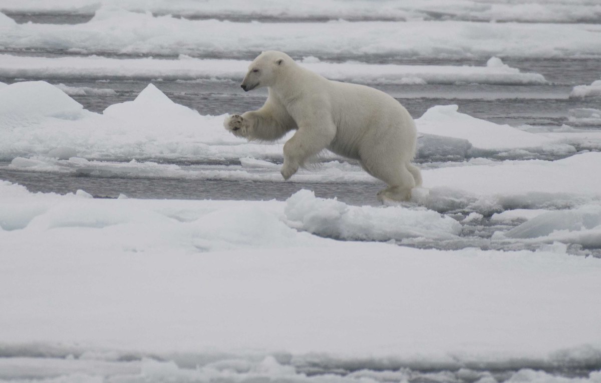 43935164245_4f0b76dc2c_k 2 Polar bear in Svalbard, Norway, near where mining was to have occurred.
