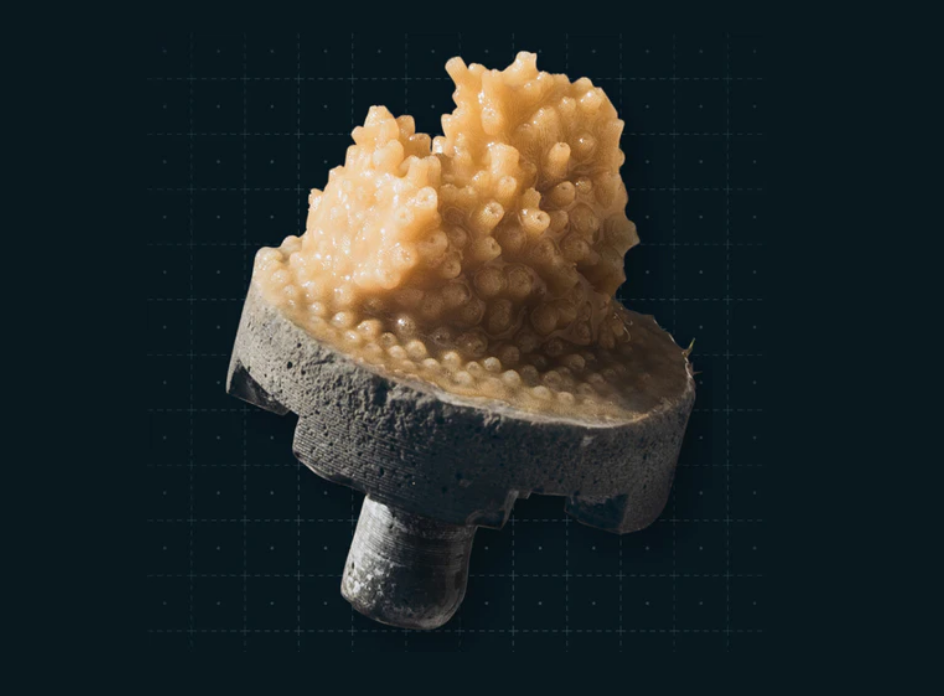 Baby coral, Coral Vita