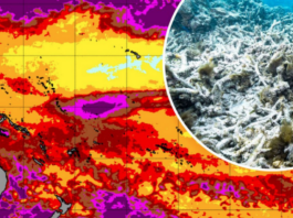 digital image of bleached coral and heat map