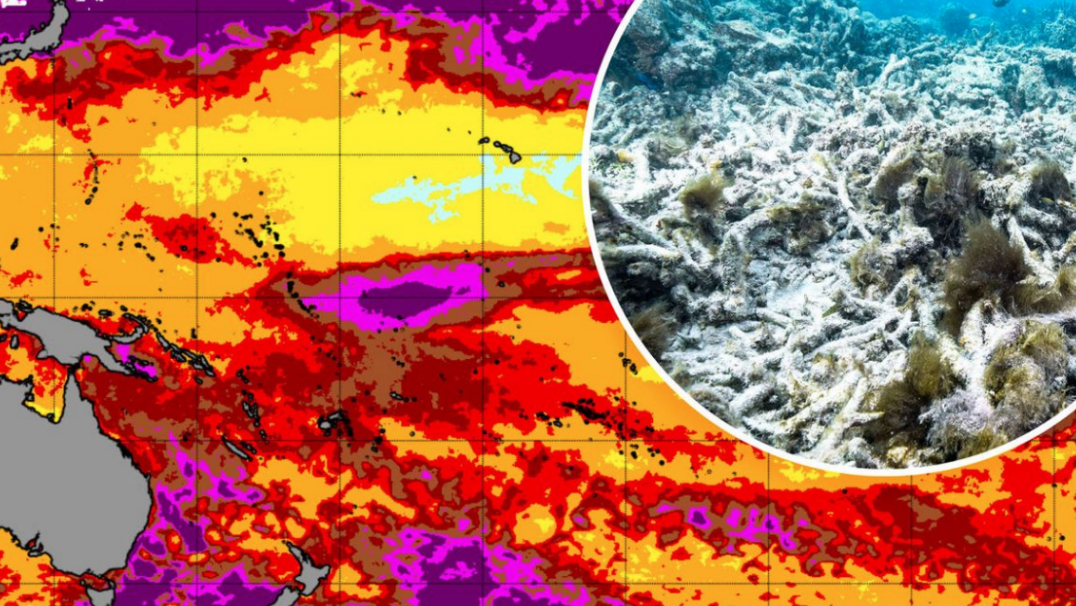 digital image of bleached coral and heat map