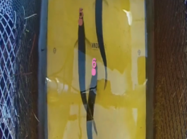 Fish passing through Hydro plant being identified by Innovasea AI