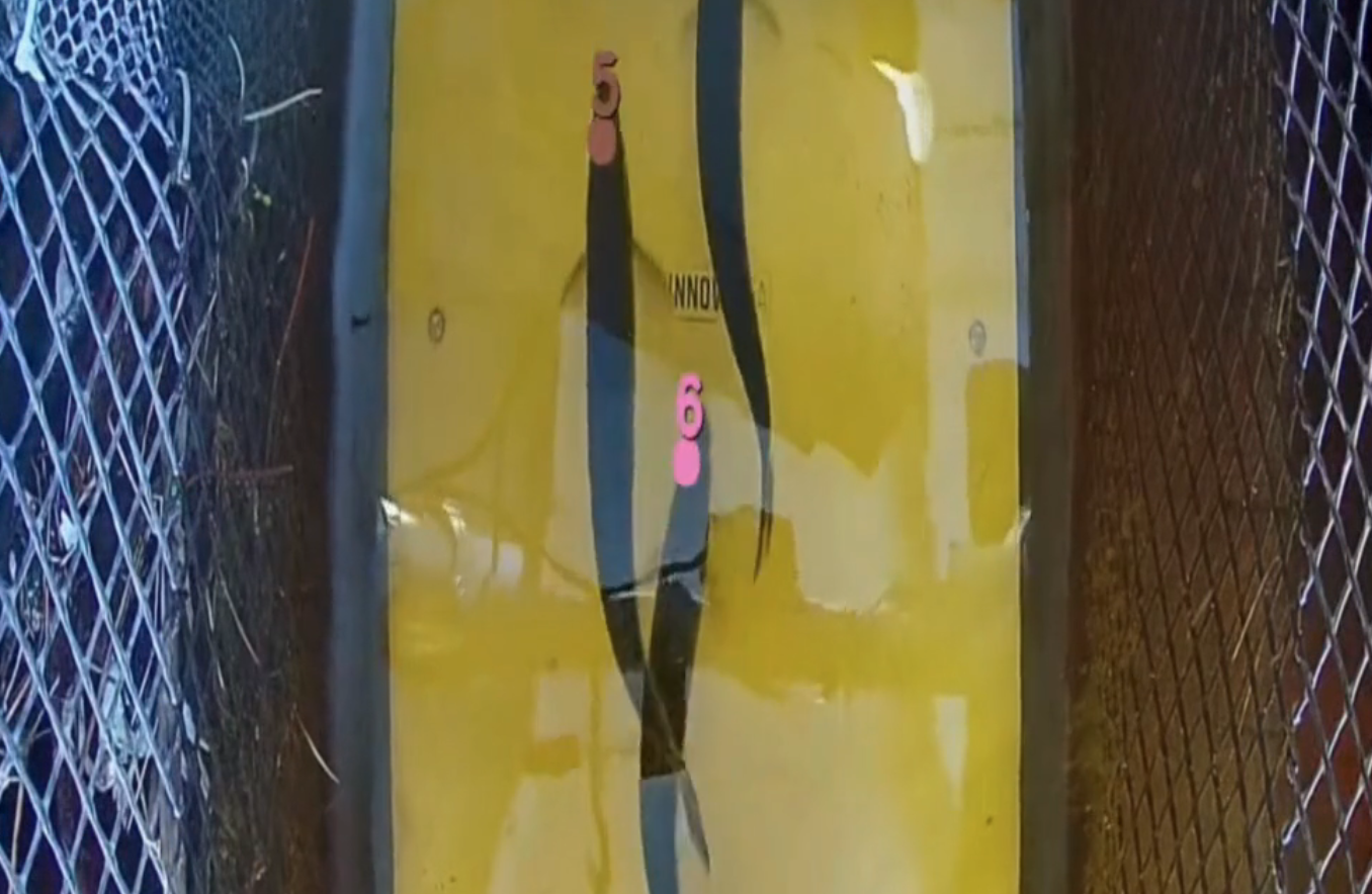 Innovase Fish passing through Hydro plant being identified by Innovasea AI