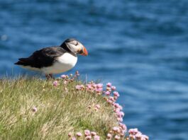a Puffin on the Scottish coast