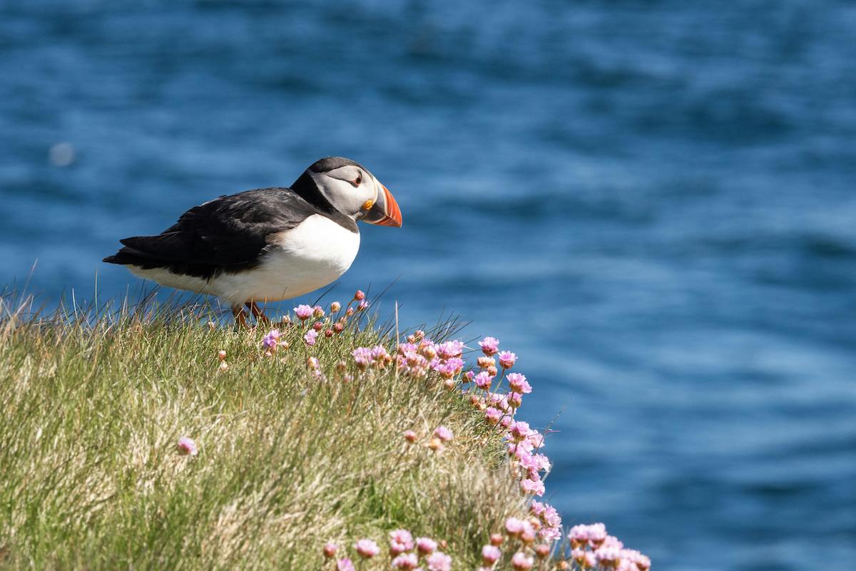 a Puffin on the Scottish coast