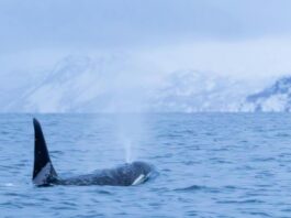 Norway whale in icy waters