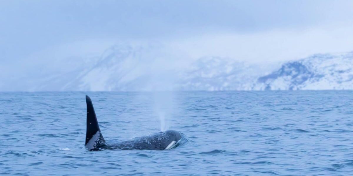 Norway whale in icy waters